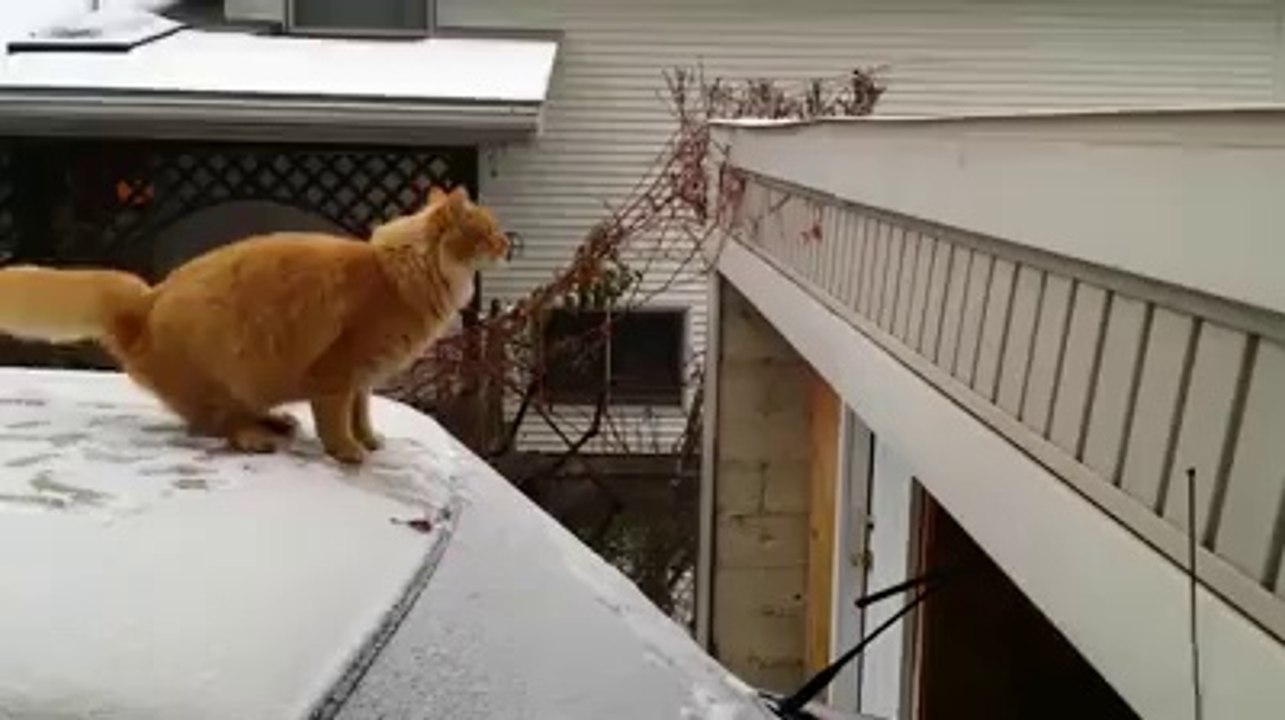 hahaahah...cat goes down to jump