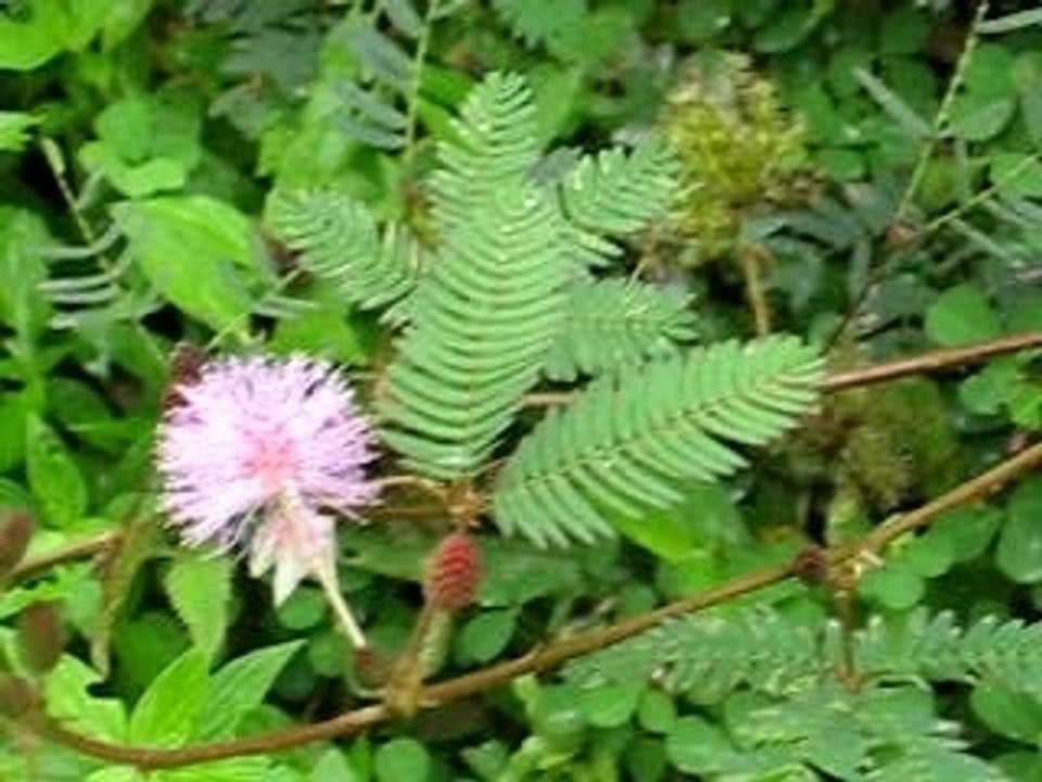 plante_sensitive