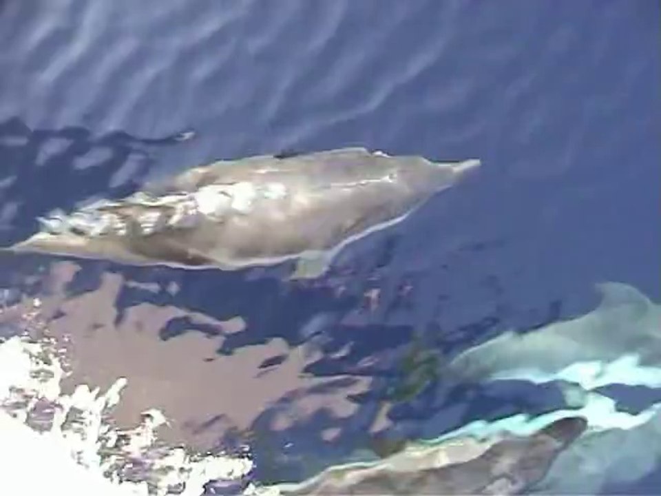 La danse des dauphins