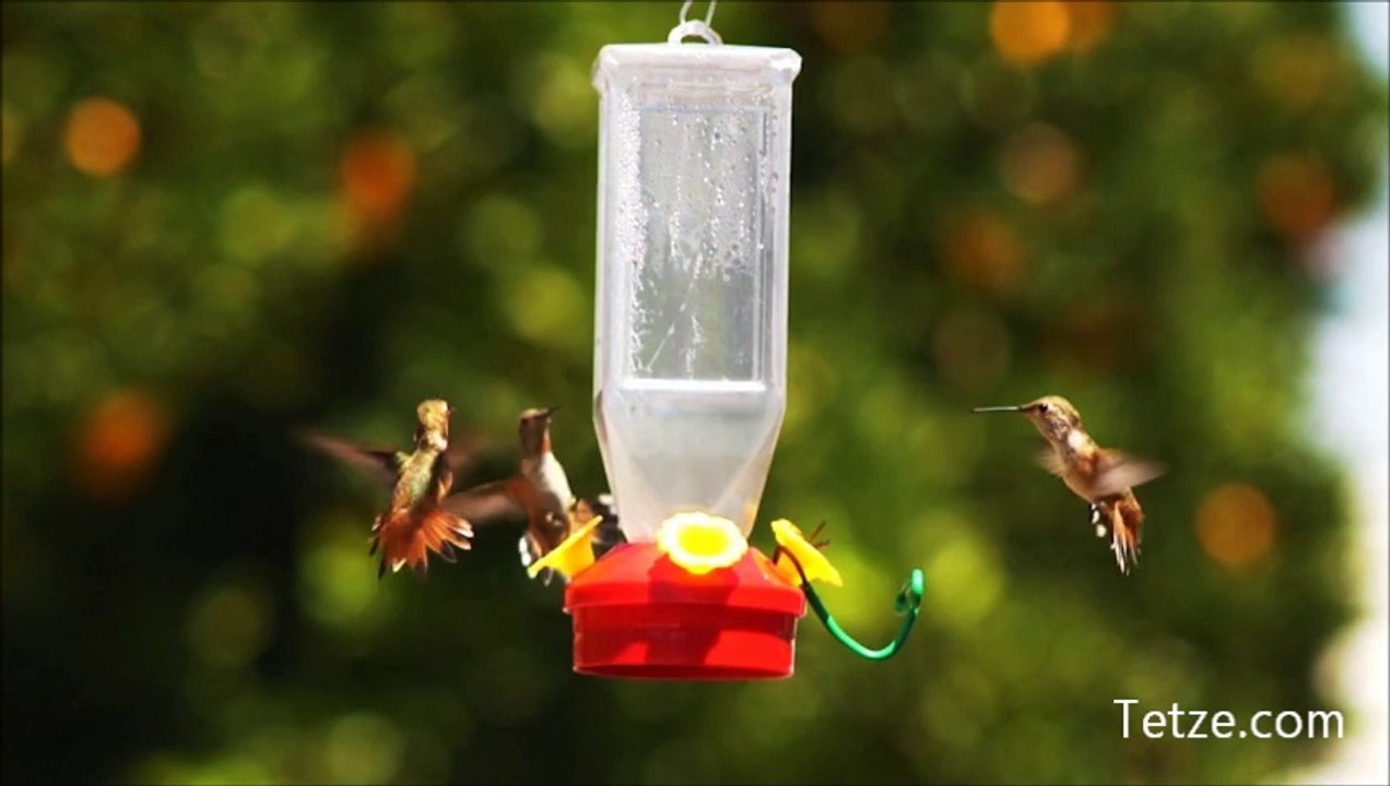 wildlife_DancesWithHummers