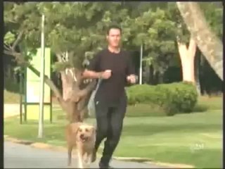 Dinossauro no Parque - Pegadinha INÉDITA  - Programa Silvio Santos