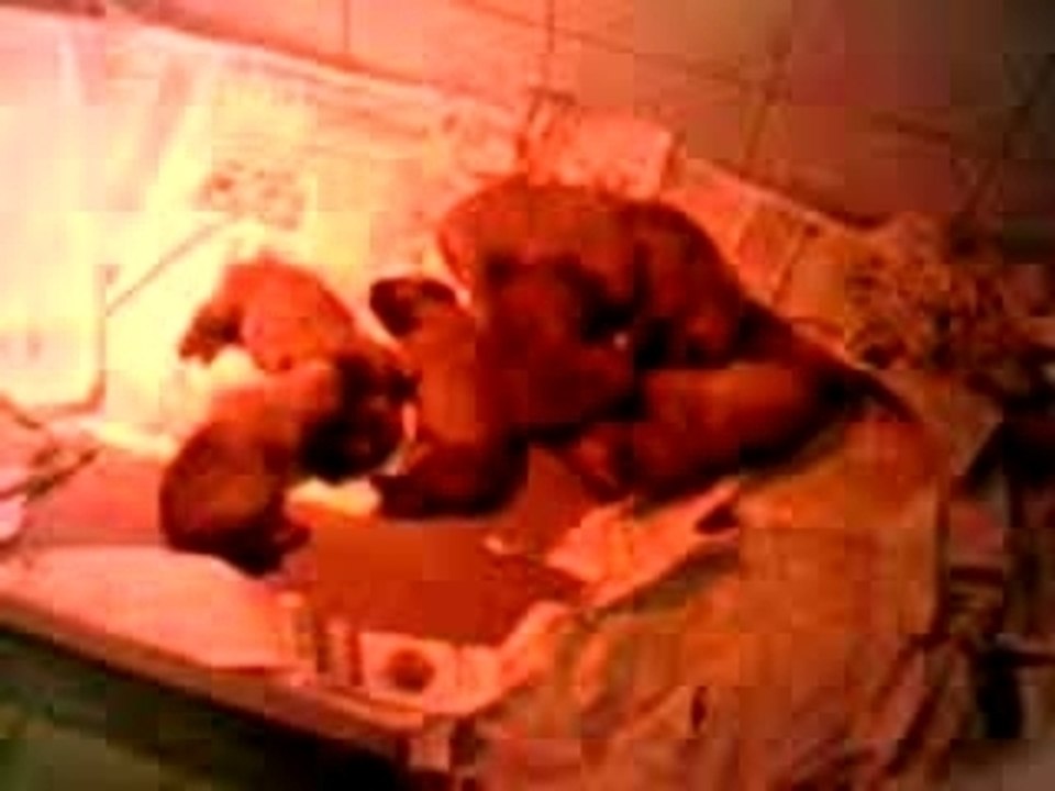 Les bébés