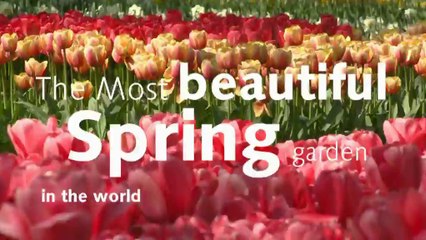 Парад цветов! Автобусный тур в  Койкенхоф из Германии! CliP Reisebüro! www.clip-touristic.com