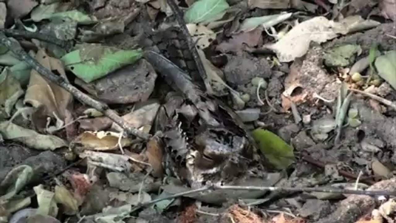 Can you spot the bird- Natural camouflage at its best