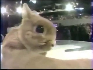 BEST OF COUCOU C'EST NOUS (1994) - 8/11