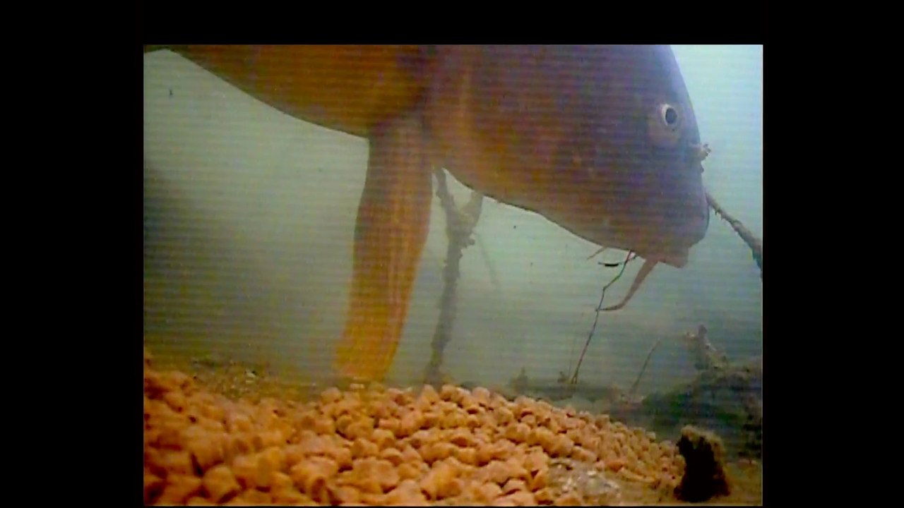 Belle carpe commune en activité