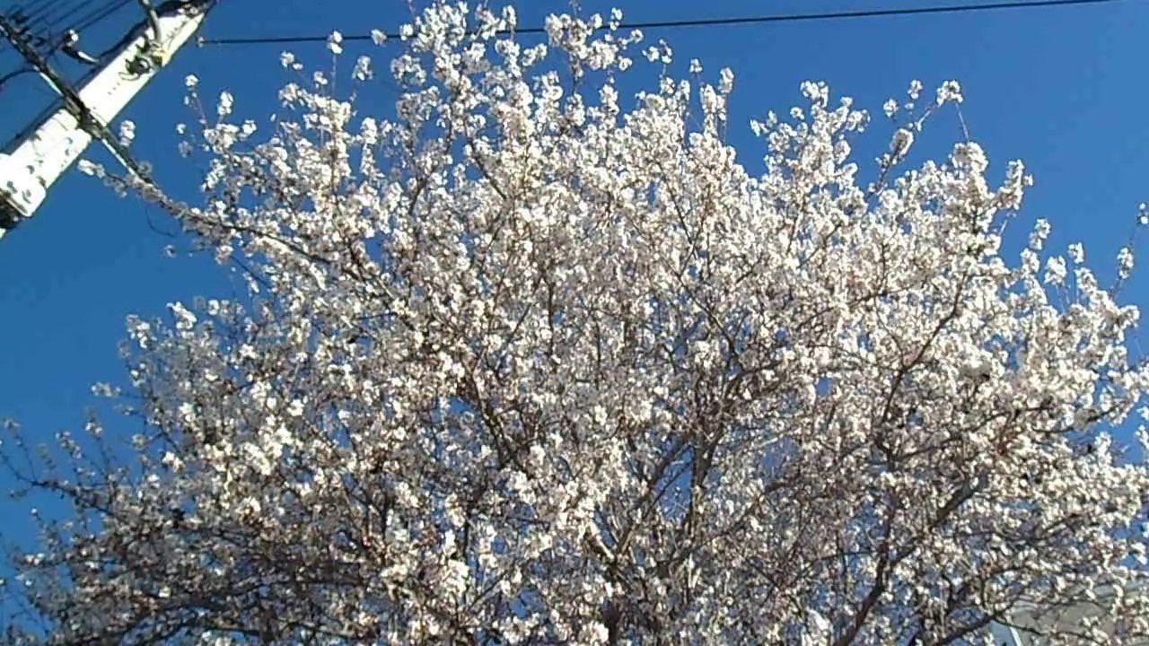 Un air de Printemps à Aspremont.