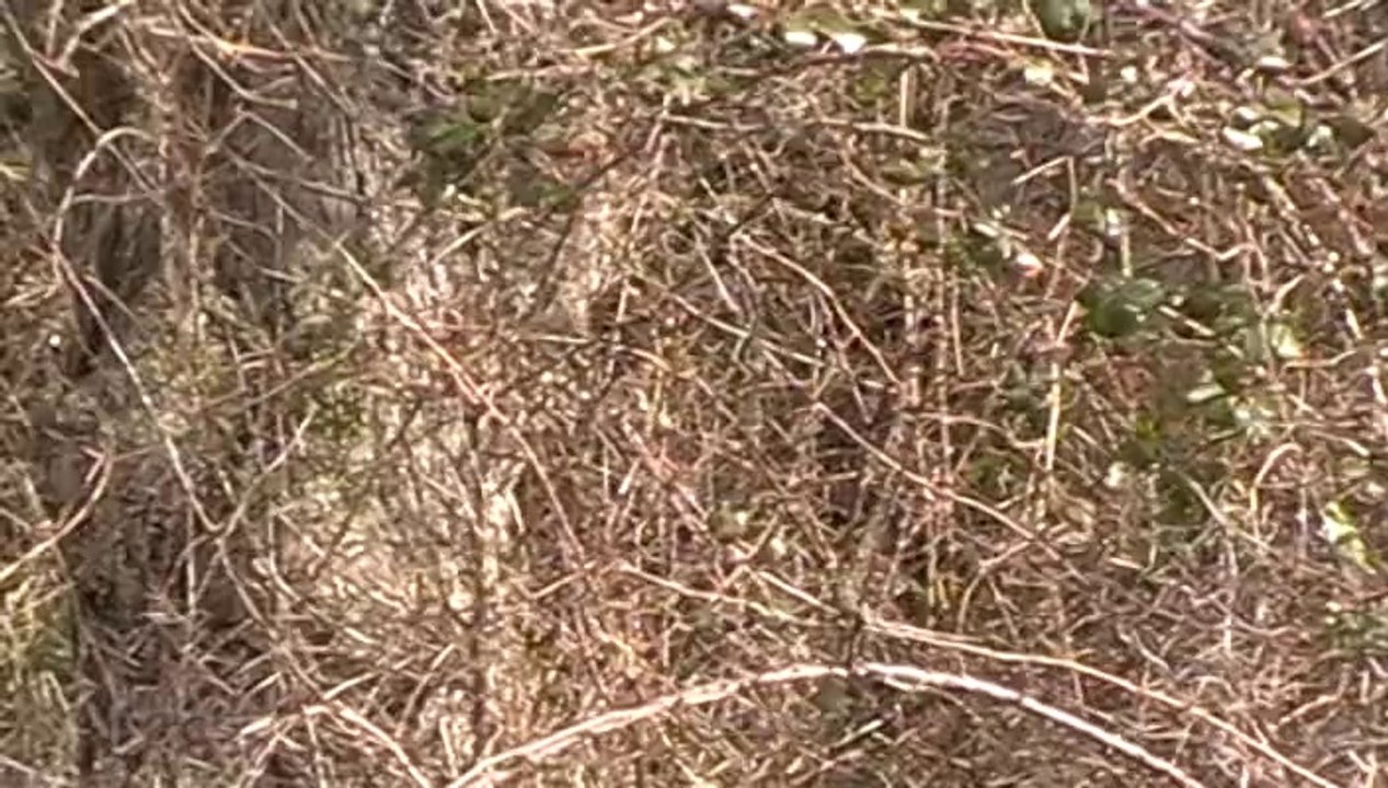 entrainement de onze griffon bleu le 22 02 2014