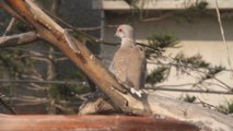 Young bird searching for food and water Lahore 22 Feb 2014 Pakistan