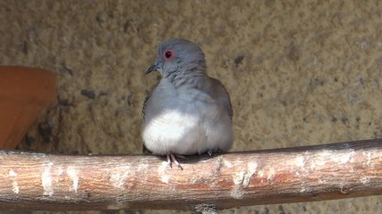 Young bird searching for food and water Lahore 23 Feb 2014 Pakistan