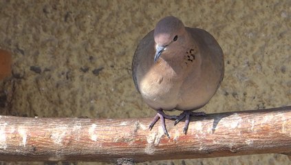 Young bird searching for food and water Lahore 23 Feb 2014 Pakistan