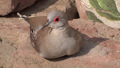 Young bird taking rest after eaten food and water Lahore 23 Feb 2014 Pakistan