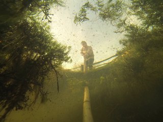 Le monde vu par les grenouilles !