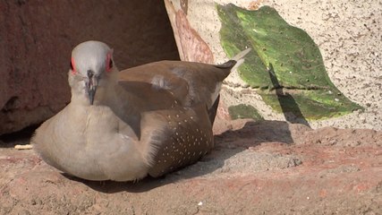 Young bird taking reast after eaten food and water Lahore 23 Feb 2014 Pakistan