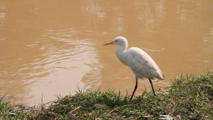 Bird searcing for bugs for eating 16 Feb 2014 near Canal of Shahiwal Pakistan