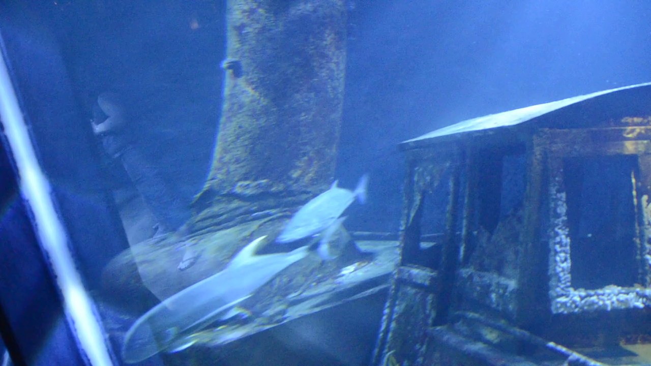 _DSC4427 Ile de la Réunion, Saint-Gilles, aquarium, poissons et épave