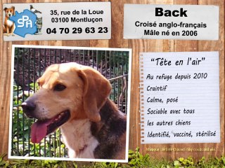 Back, croisé anglo-français : adopté