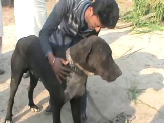 ARY NEWS HAVELI LAKHA DOG FIGHT BASIRPUR ROAD