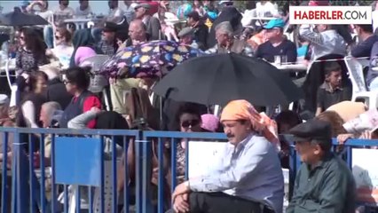 Bodrum'da Deve Güreşi Festivali Düzenlendi