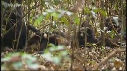 Musique et émotions