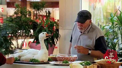l'attaque de l'oie