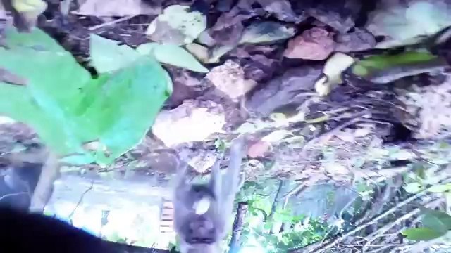 Monkey Steals GoPro Hero 3+