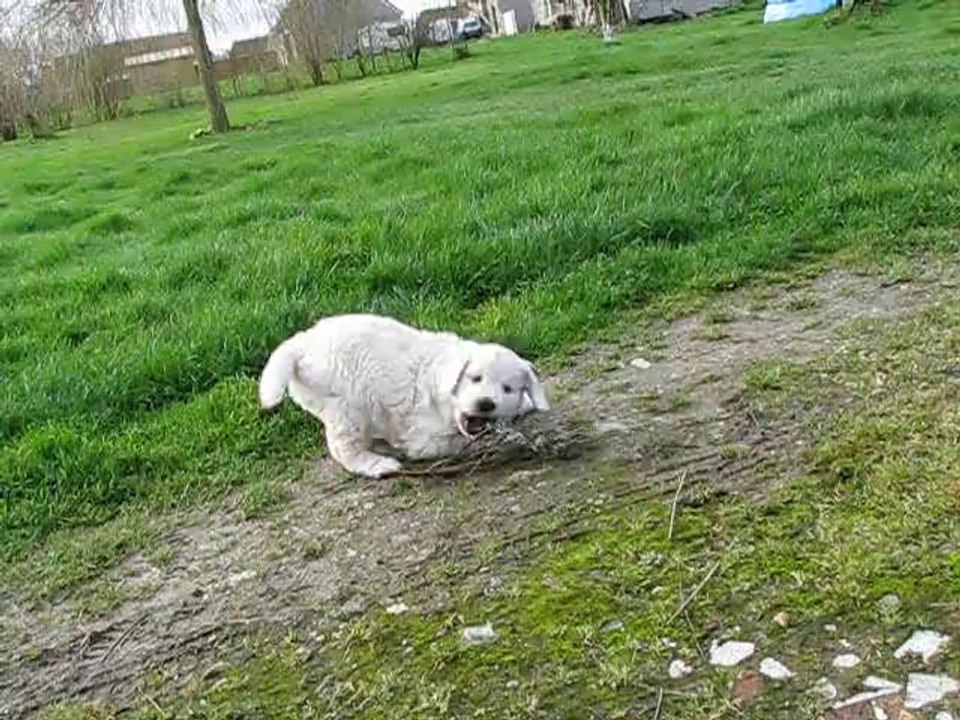 bébé Golden retriever Jewel du puits salé 6 semaines le 22 fevrier 2014