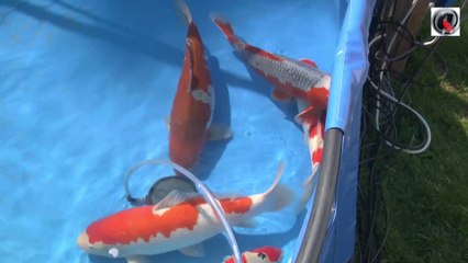 Holland koi show 2013 vats 51 to 60