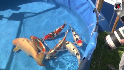 Holland koi show 2013 vats 61 to 70