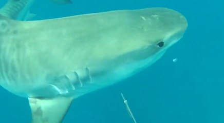 Best of spearfishing in Hawaii with a shark attack