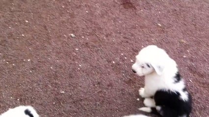 Elevage Lords Of Cuzay : Scéance de bruitage en extérieur pour les bébés.