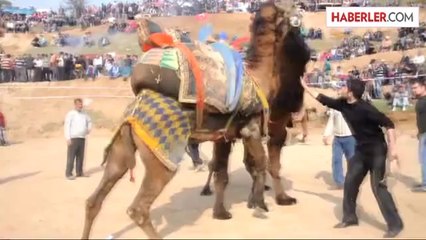 Turgutlu'da Deve Güreşleri Yapıldı