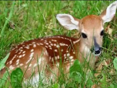 GÜLAY-Amman Avcı Vurma Meni