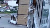 Videos de Risa: Un gatito sin miedo a las alturas (tepillao.com)