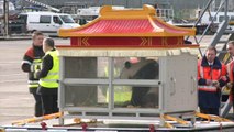 Bélgica recebe dois pandas da China