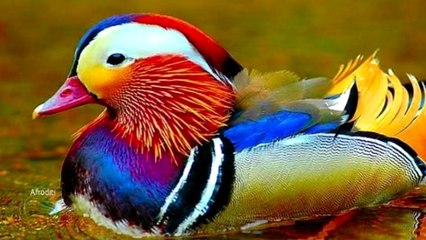 Todo Lo Debo A Ti - Iglesia El Faro - Philadelphia, PA