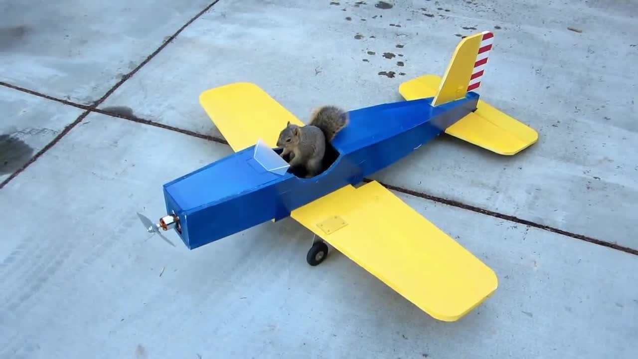 Un écureuil vole un avion RC