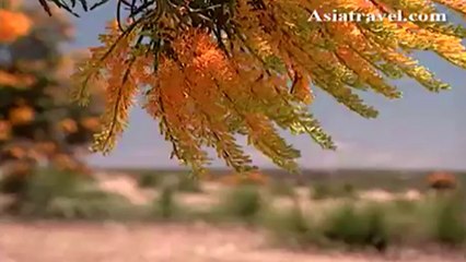 The Pinnacles Desert, Perth by Asiatravel.com