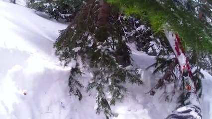 Skiing crash into a tree