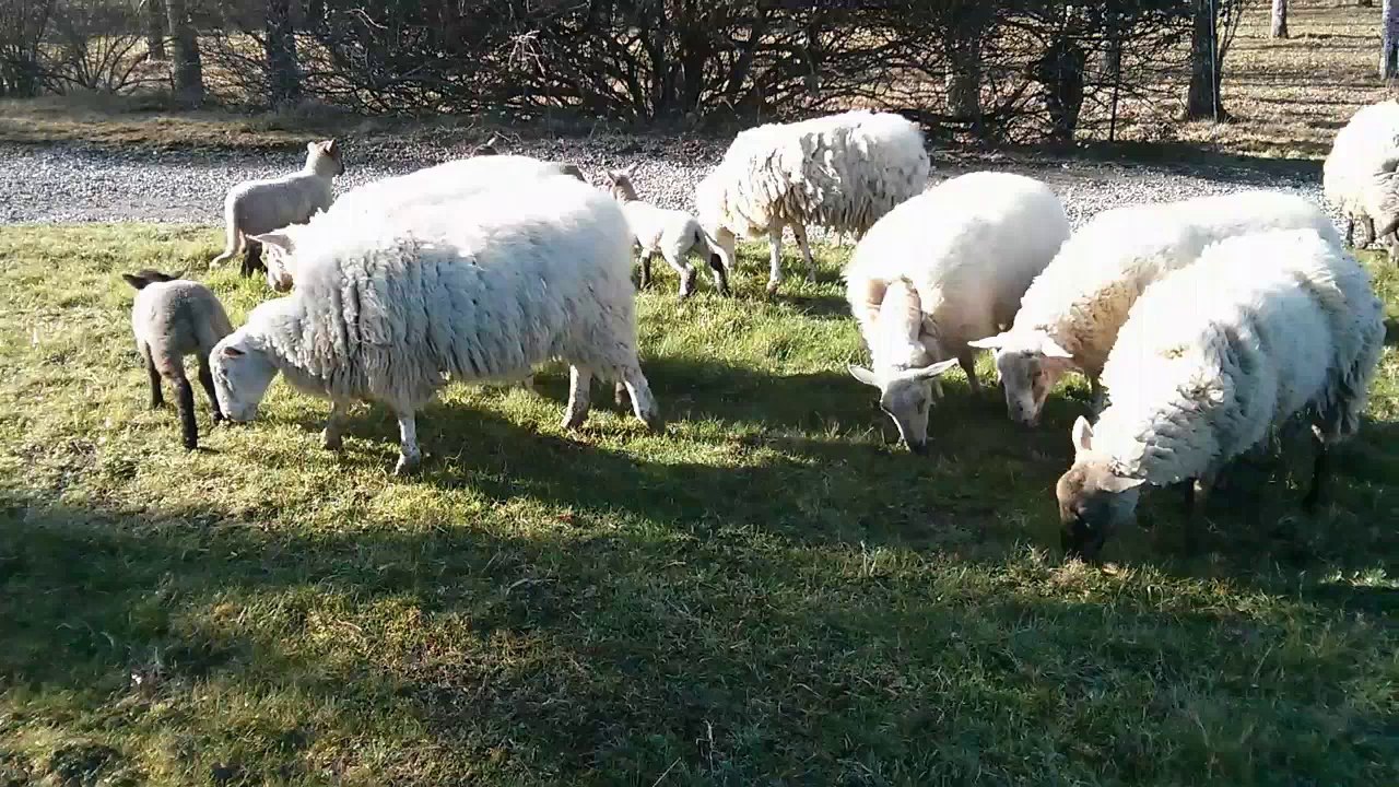 Bibounet