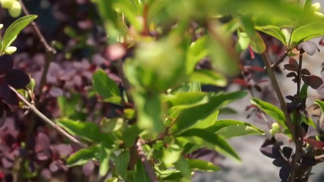 MUSICA PARA EL ALMA - MUSIC FOR THE SOUL_ AHU SAGLAM