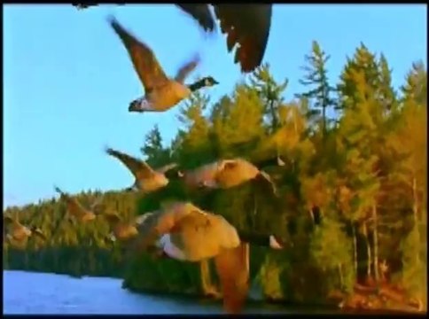 AHU SAĞLAM - BULUR BENİ KUŞLAR YİNE