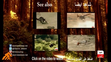 اسود تفترس فيل - lions prey Phil