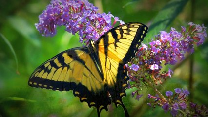 Soul Music - Gülümcan - Ahu Sağlam