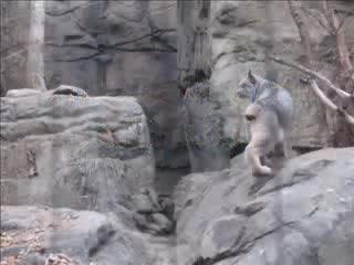 Visite du Biodôme à Montréal