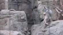 Visite du Biodôme à Montréal