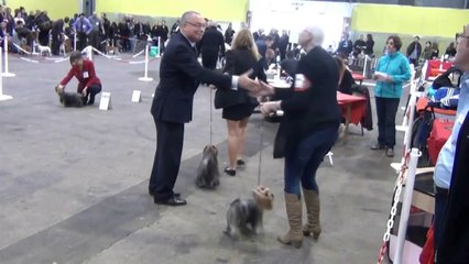 Cacib Troyes 2014