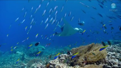 أكبر محمية لسمك شفنين مانتا في إندونيسيا