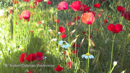 Vamos a descubrir La Fuente El Sol