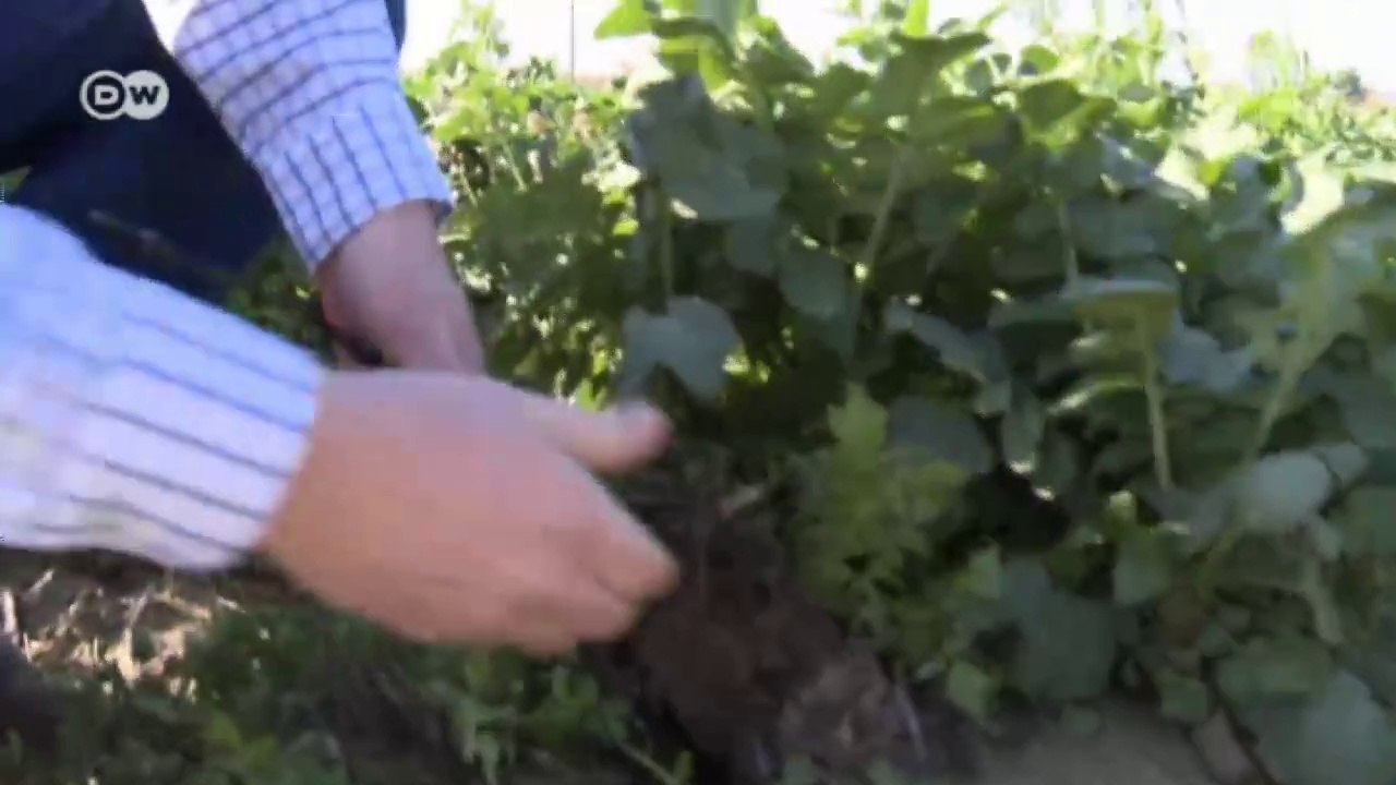 Dürre in Kalifornien - Felder werden zu Wüsten | Global 3000